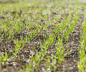 Image showing stalk of wheat, frost