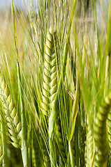 Image showing Field with cereal