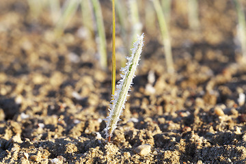 Image showing green wheat in frost, close-up