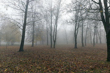 Image showing Fog in autumn season