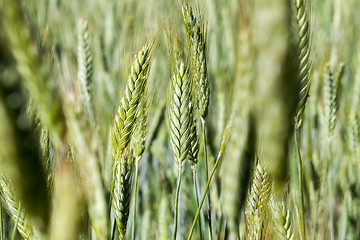 Image showing Field with cereal