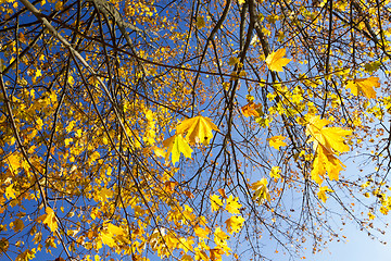 Image showing yellowed maple trees in autumn