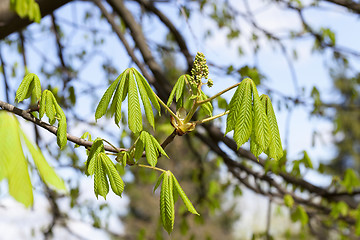 Image showing green leaves of chestnut