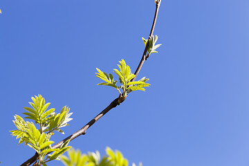 Image showing green leaves of mountain ash