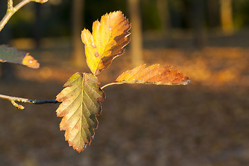 Image showing the leaves on the trees