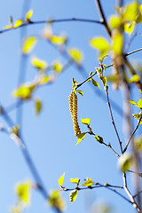 Image showing young birch leaves