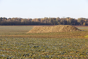 Image showing beet roots, the field