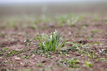 Image showing young grass plants, close-up