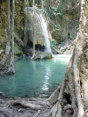 Image showing Forest Thailand