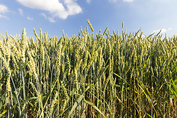 Image showing agriculture, unripe wheat