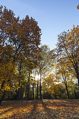 Image showing yellowed maple trees in autumnX