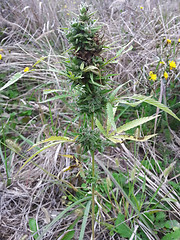 Image showing Cannabis Sativa Plant