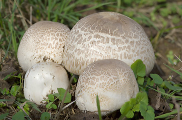 Image showing Agaricus Bisporus Mushrooms