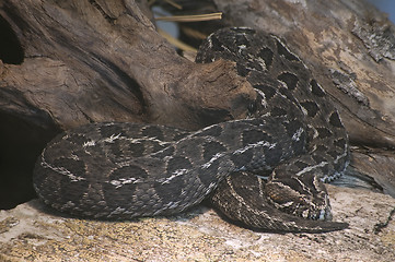 Image showing Cape Mountain Adder