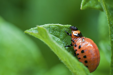 Image showing Colorado Potato Beetle