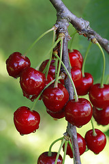 Image showing Ripe Cherry Branch