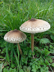 Image showing Two Parasol Mushrooms