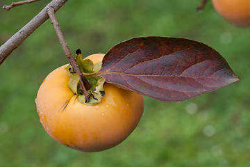 Image showing Ripe Kaki Fruit