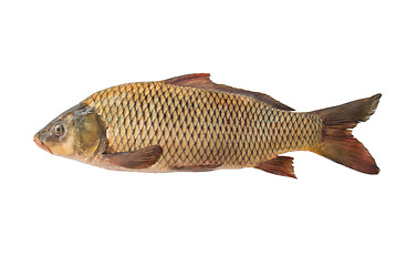 Image showing Big carp isolated, white background