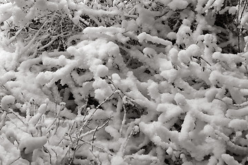 Image showing Delicate snow formations, Gothenburg, Sweden