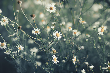 Image showing Vintage Floral Background With Daisies