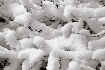 Image showing Delicate snow formations, Gothenburg, Sweden