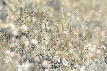 Image showing Golden Shining Floral Herbal Background