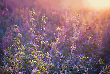 Image showing Violet Floral Summer Background