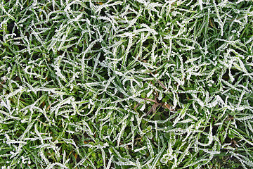 Image showing Frozen grass texture
