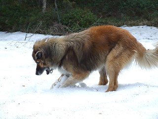 Image showing Playing dog