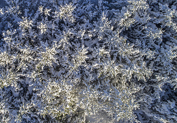 Image showing Snowy trees