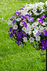 Image showing Beautiful white and purple petunia flowers close up
