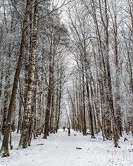 Image showing City park in the winter, the trees covered with hoarfrost