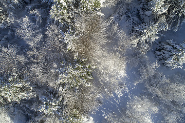 Image showing Snowy forest