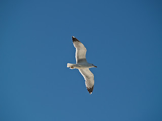 Image showing Seagull Soaring in the Sky