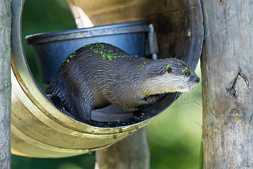 Image showing Close-up of an otter eating special food