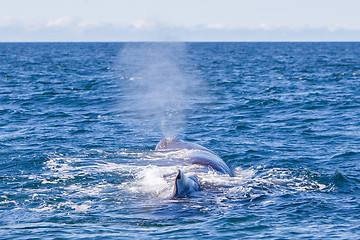 Image showing Blowout of a large Sperm Whale near Iceland