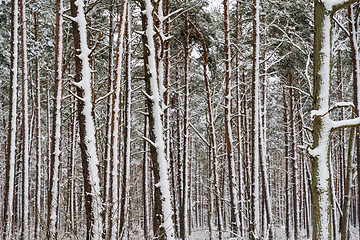 Image showing Snowy tree trunks in a pine tree forest