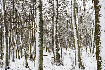 Image showing Snowy tree trunks after the storm