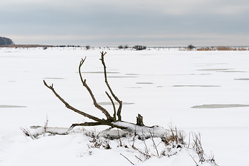 Image showing Fallen dead tree in a snowy landscape