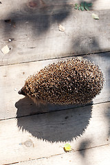 Image showing hedgehog