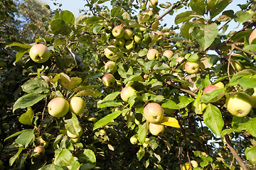 Image showing apple orchard