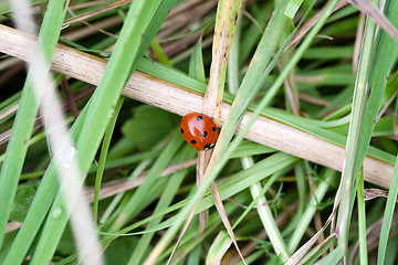 Image showing ladybird