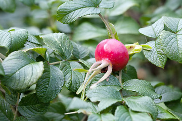 Image showing red rosehip