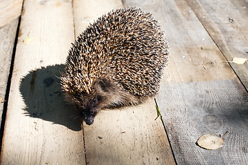 Image showing hedgehog