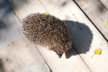 Image showing hedgehog