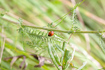 Image showing small ladybird