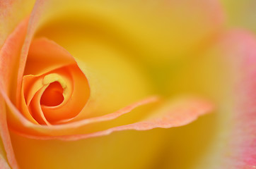 Image showing Beautifu yellow rose flower