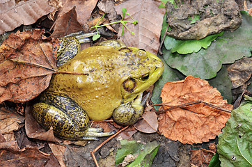 Image showing Muddy green bull frog
