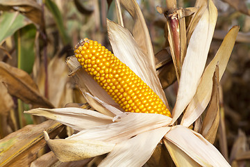 Image showing ears of ripe corn